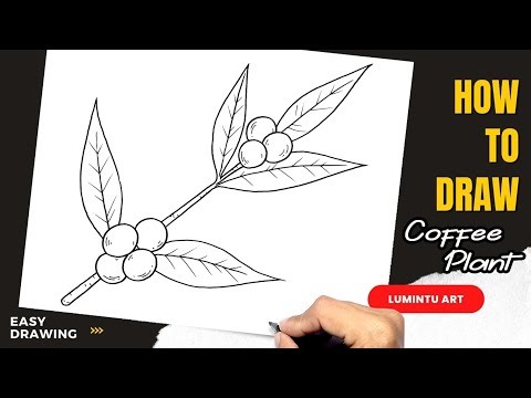 How to draw Coffee Plant