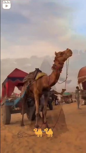 ladli luma jhuma re rajasthani status लाडली लूमा झूमा रे राजस्थानी स्टेटस🐪#new#viral#short #like 🐪🐫🙏