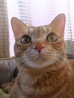#懐かしいテレビ番組 ショムニ