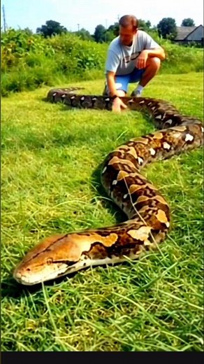 World’s Longest Snake Caught on Camera 😳🐍