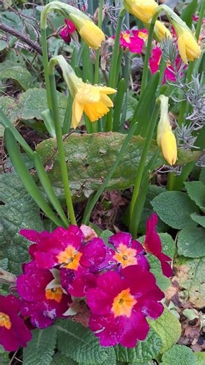 Primrose and daffodil season has arrived #garden #flowers #spring