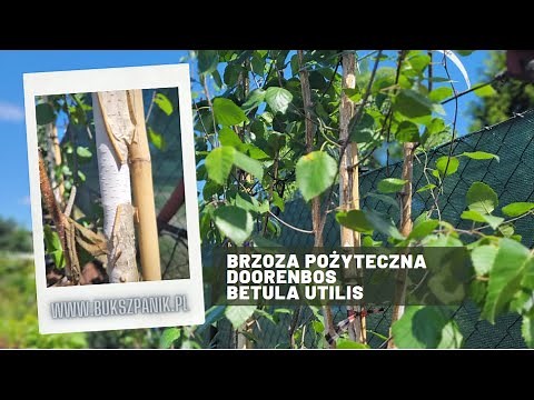Brzoza pożyteczna Doorenbos - Betula utilis - prezentacja