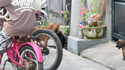 Cimi’s 7 week old puppy doesn’t really notice the chase. The pup is a cheerful little girl who waddles around the chaotic lane and is not easily frightened. | Martha Hoffman | Facebook