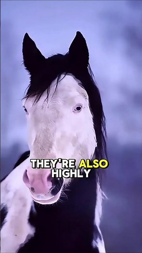 Amazing Facts About The American Paint Horse #horse #equestrianjourney #facts #americanpainthorse