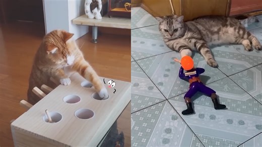 Smart cat meets a strange toy