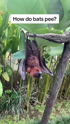 Understanding Bat Urination: A Closer Look at How Bats Pee