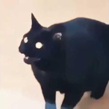 Bass Boosted Cat