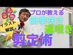 「冬剪定」四季咲き・返咲き バラの剪定 初めての方にもわかりやすいイラスト解説！