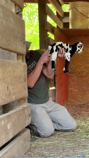 Bunny the Goat is a Boy! Meet Bugs Bunny!