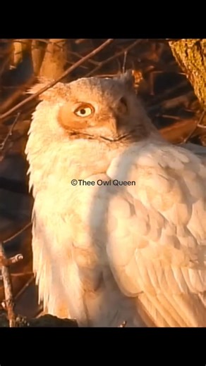 This is known as concealment posture. When an owl sees a predator above, they pulled their feathers in to appear thinner and their body taller to avoid detection from above. #concealmentposture #AnOwlADay #owlphotography #owlphotographer #canadianphotographer #theeowlqueen #leucisticbird #leucisticowl | Thee Owl Queen
