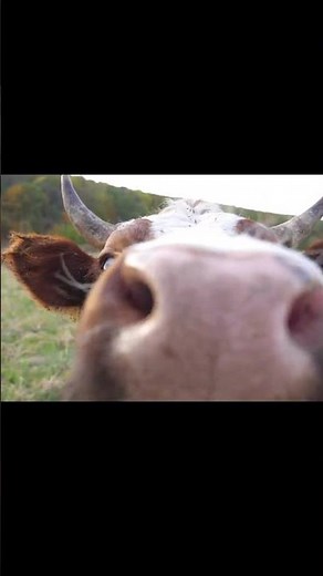 Cow Mooing