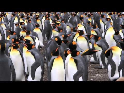 What It's Like Inside a King Penguin Rookery