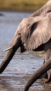 7.2K views · 79 reactions | Wetlands, like Botswana's famed Okavango Delta, are more than just drenched landscapes – they filter water, prevent floods, and provide a home for countless species. From vibrant marshlands to hidden swamps, these ecosystems are vital to the health of our planet. This #WorldWetlandsDay, let's take a moment to appreciate their importance and renew our commitment to their protection. | Earth Touch TV | Facebook
