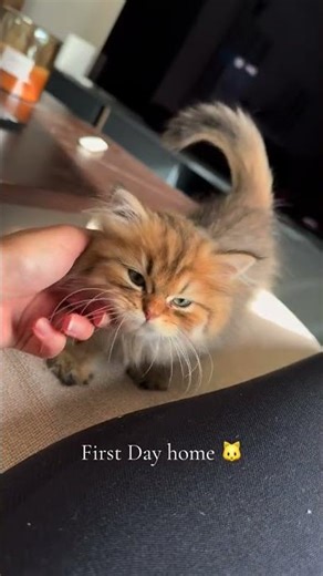 Cutest Cat in Finland? #HelsinkiCats #FinlandPets #CatLoversFI