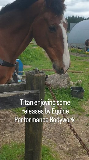 Equine Performance Bodywork on Reels
