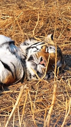 1.5M views · 6.6K reactions | The Siberian tiger stands out as the...