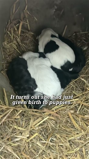 She seemed to be telling me she had given birth.