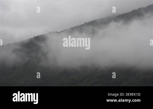 forest vapor timelapse fog condensation woodland mist hill moisture hillside overcast. cloud formation dense woods humid air mountain bank forested misty zealand cover. forested hill, mountain woodland, misty woodland Stock Video Footage - Alamy