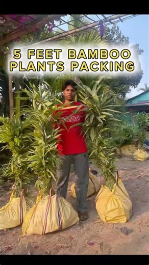 Bamboo Plants Packing, Dispatch & Delivery