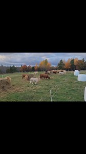 32 reactions · 3 comments | Nearing the end of October and the beautiful fall colors are on their way out. | Heritage Oak Farm | Facebook