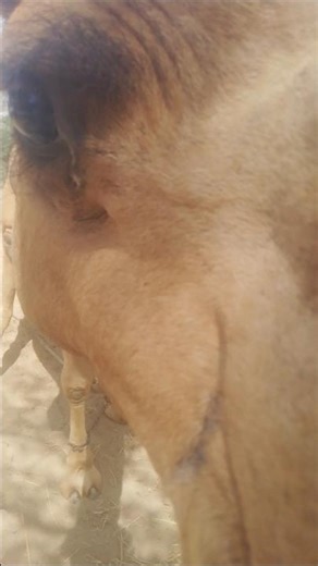 I LOVE CEMAL 🐪. |REAL LIFE IN DESERT.#animals#desertlife#camel