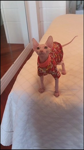 #sphynx #aiquelinda #claire