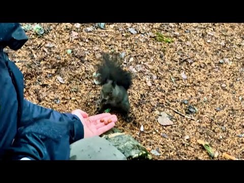 🐿️ Feeding cute squirrels with nuts in Switzerland