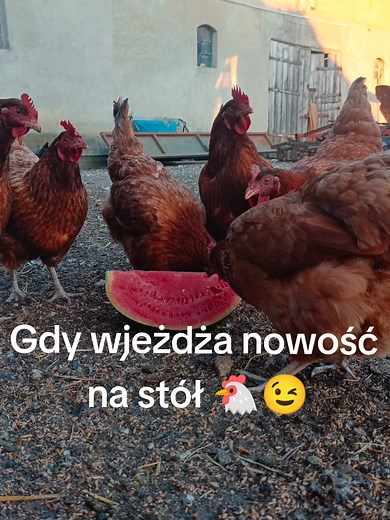 Gdy kury dostaną coś nowego☝️ kiedyś tego nie było 🐔😅 #chicken #kury #nowość #jedzenie