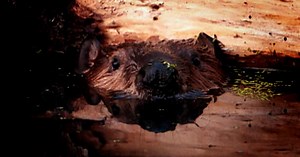 Oregon Field Guide:Beavers and Wildfire Season 33 Episode 6