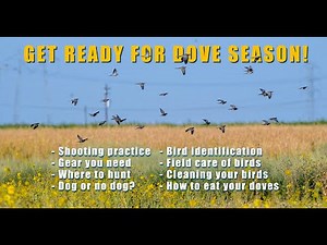 Dove hunting for beginners