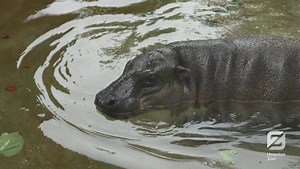 🦛 Hip, hippo yay! Meet the newest member of our herd, a 450-pound male pygmy hippopotamus named Silas. He moved here from Omaha, NE in September and made his public debut yesterday! Come see Silas during your next Zoo visit! Read more about our newest addition: bit.ly/2UYJAuA | Houston Zoo