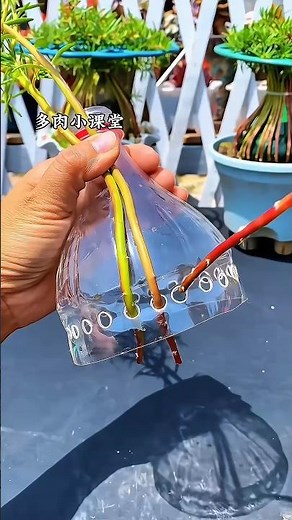 🌸 Grow Portulaca Fast in Hot Climate | Moss Rose Cutting Propagation Trick #Shorts