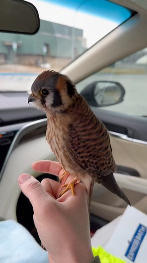 Car hawking invasive European Starlings with Churro, the American Kestrel! The original. #Falcon #BirdOfPrey #Wildlife #Falconry #ReelItFeelIt #WatchThis #ViralReels #ReelOfTheDay #MustSee #IncredibleNature | Bird Hunting