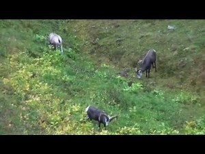 Hunting Mountain Goat