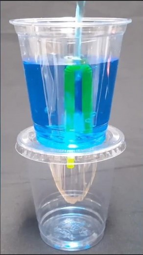【과학실험】사이펀의 원리 계영배 참키트【참사이언스몰】#참키트#사이펀의 원리#Siphon#사이펀실험#대기압실험#수세식변기원리#계영배만들기#빨대계영배#절주배#참사이언스#shorts