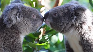 230K views · 25K reactions | KOALA FEEDING TIME!  Getting their fresh eucalyptus leaves is their favourite part of the day! | Australian Reptile Park | Facebook