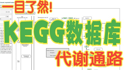 KEGG数据库让你的代谢通路一目了然！