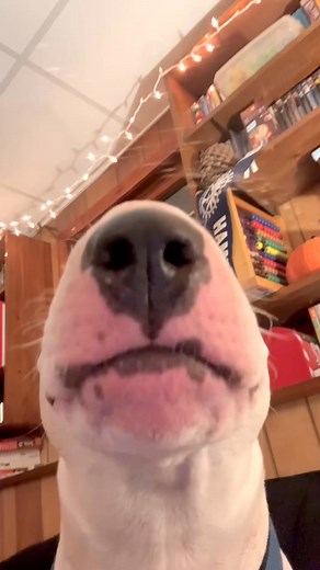 Bull Terrier Sound ❤️😍🥰 | Bull Terrier Fan's Club