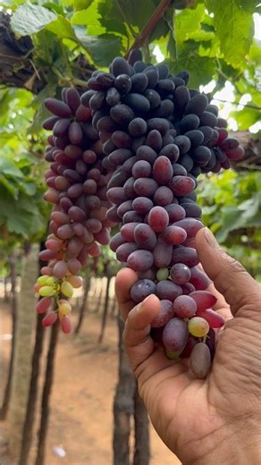 New variety￼ grapes for you 🍇 farming grapes gardening 🧑‍🌾 #shortvideo #tadingvideo #grape
