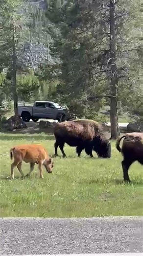 Baby Bison at Yellowstone 😍🥰