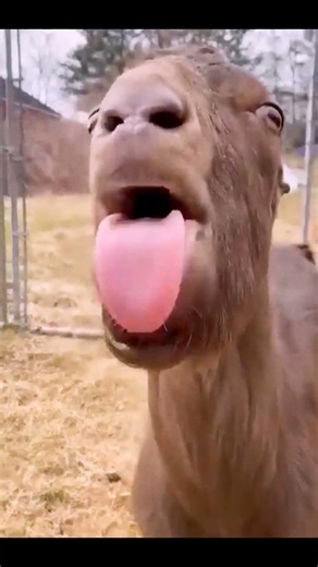 Funniest Goat Moments Ever! 😂🐐 | You Can’t Stop Laughing | Goat World