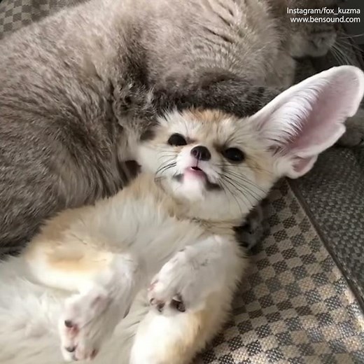 Heartwarming video shows cat and fox having a cuddle - Daily Mail