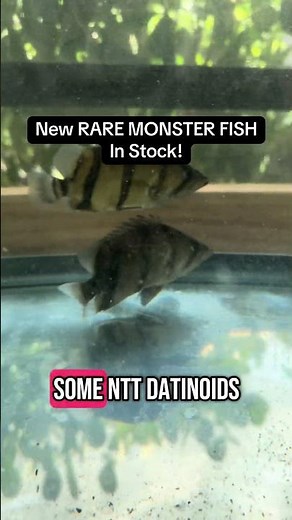 I Bought a TON of NTT Datnoids! (RARE Predator Haul)