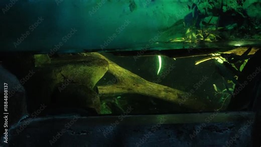 Platypus swimming in the dark in captivity at a zoo