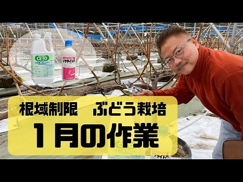 ブドウ栽培 根域制限、毎年1月の作業 シャインマスカット・ナガノパープル ルートラップポットなら、家庭菜園でも商業栽培でもブドウを上手に作れます。