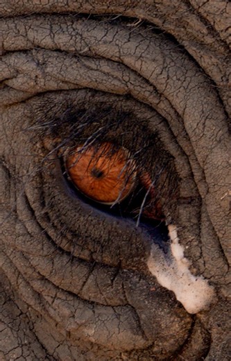 18K views · 739 reactions | The wrinkles on an elephants skin hold water, keeping them cool in the searing African heat  #elephant #zimbabwewildlife #wildlifefacts | Robert E Fuller | Facebook