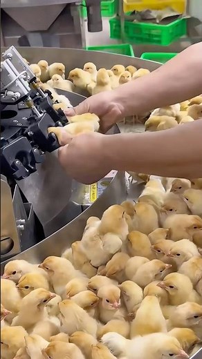 Chick vaccination machine: Quality tools and machinery enhance work efficiency