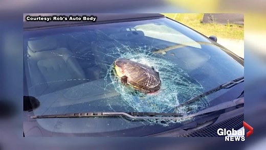 Flying turtle smashes into man’s vehicle, shattering windshield while cruising down highway - National | Globalnews.ca
