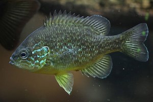 Pumpkinseed 101: Care, Diet, Tank Size, Tankmates & More - Aquarium Part