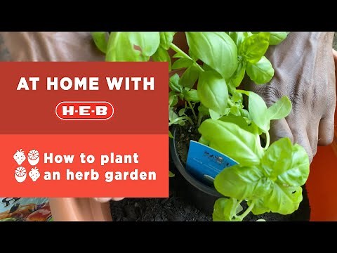 How to plant an herb garden | At Home with H-E-B